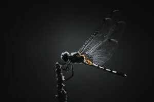 フェロモン香水は本物で効果があるのか？