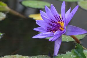 媚薬とフェロモン香水の違いは何ですか？
