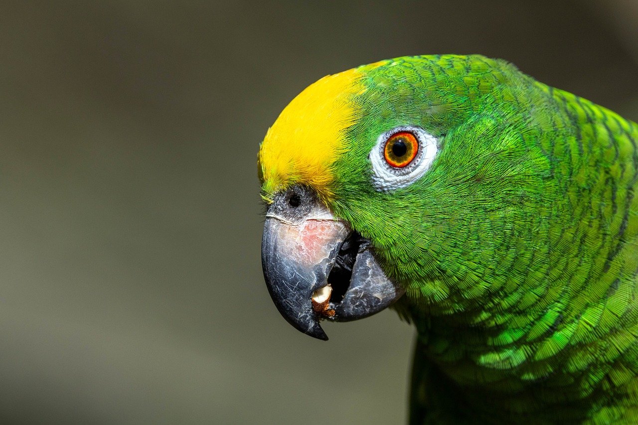 フェロモン香水をAmazonで購入する際に注意すべき偽物の見分け方は？