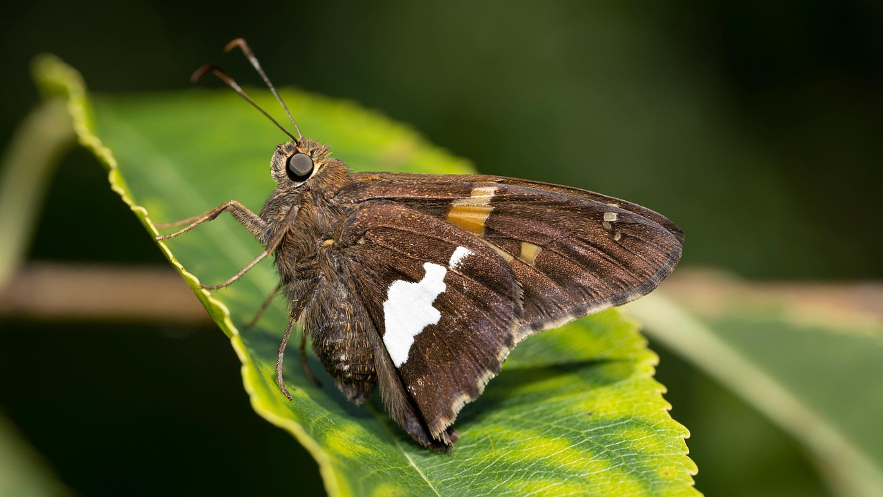 フェロモン香水の正規店舗はどこにあるの？