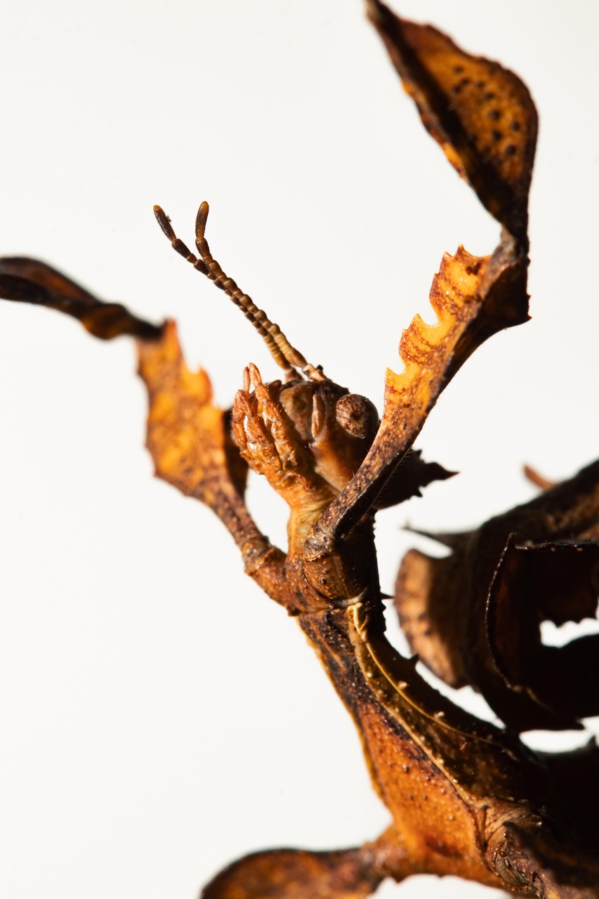 余裕のある女性の特徴とは何ですか？