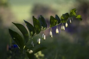 本物のフェロモン香水はどれがおすすめ？